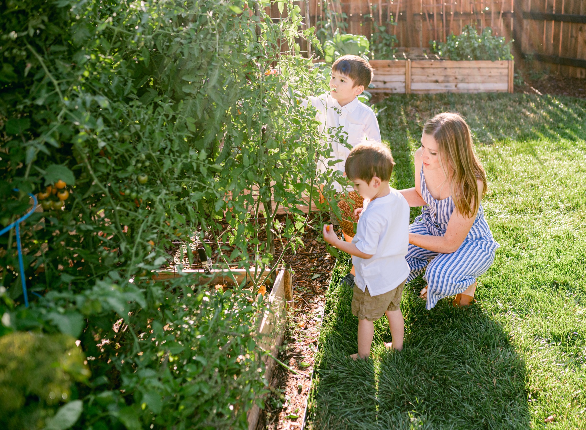 Photograph of a mom and her sons picking cherry tomatoes in their vegetable garden in Denver Colorado