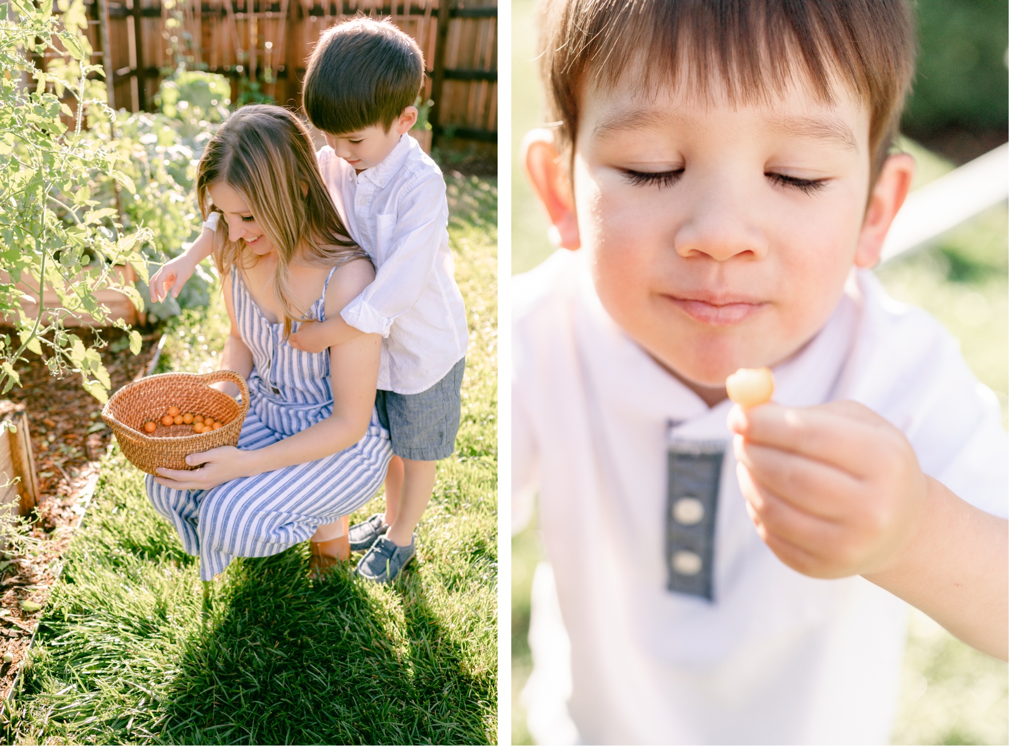 Pictures of a mother and son picking Aunt Molly ground cherries in their Denver family garden
