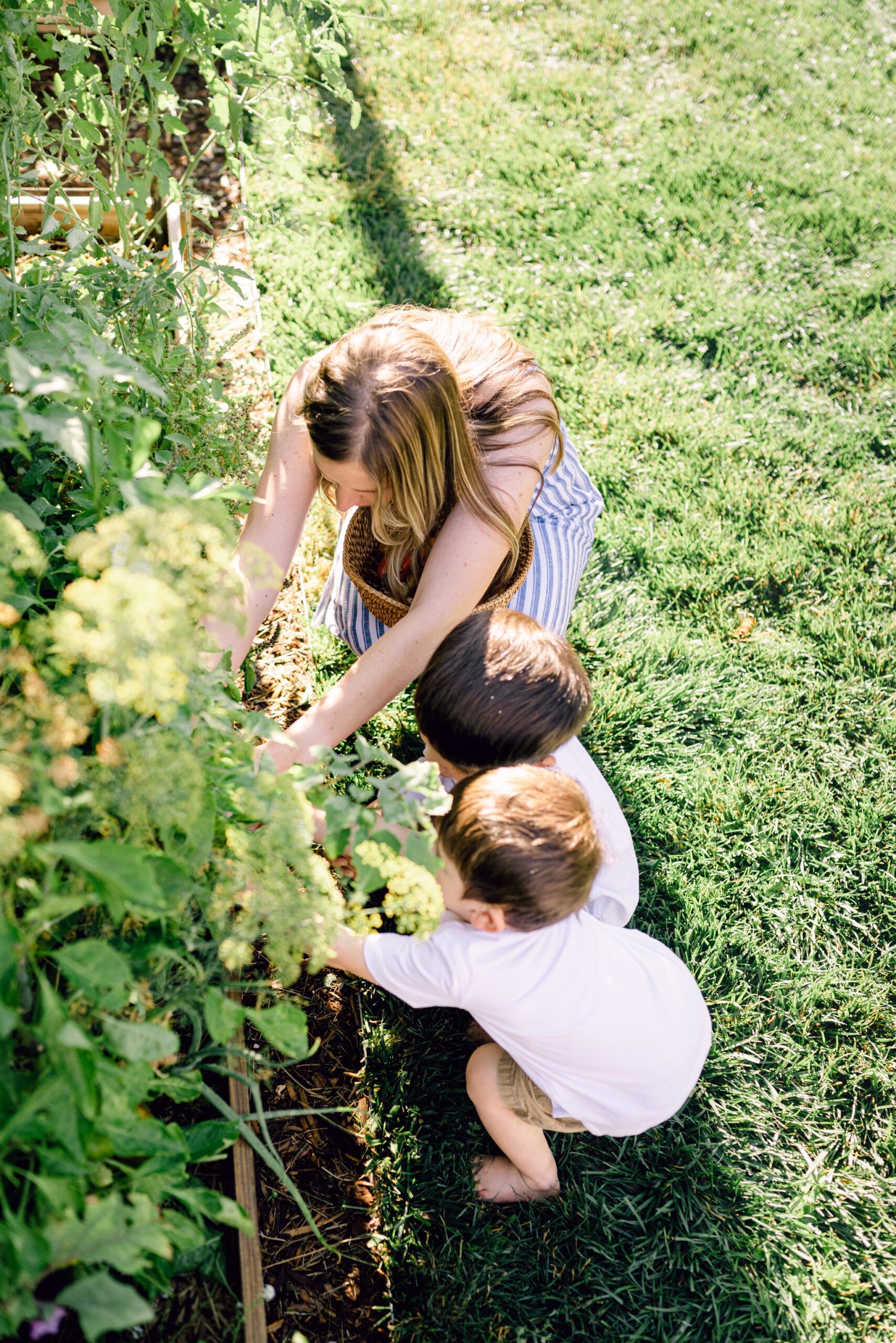 A young mother and her sons picking cherry tomatoes in their vegetable garden in Denver Colorado during a motherhood photoshoot