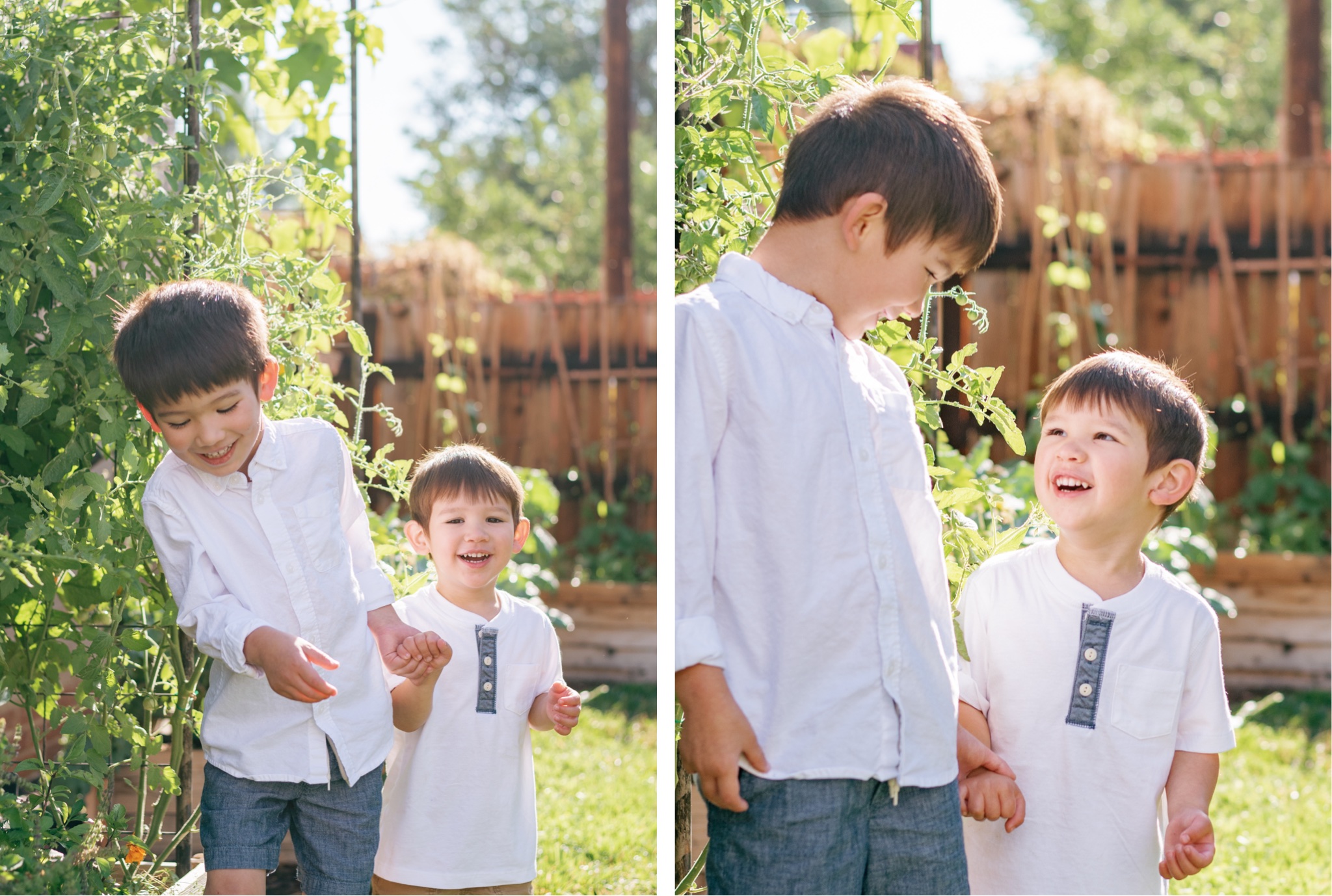 Two brothers laughing and playing in their vegetable garden in Denver Colorado during a motherhood photoshoot